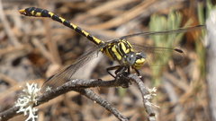 Onychogomphus uncatus