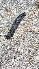Datana integerrima