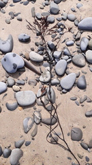 Ascophyllum nodosum