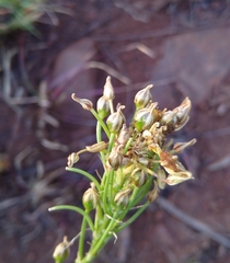 Bulbine narcissifolia