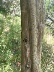 Acanthocephala terminalis