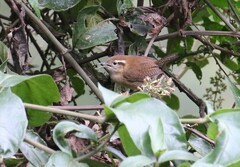 Troglodytes solstitialis