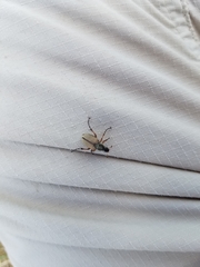 Macrodactylus subspinosus