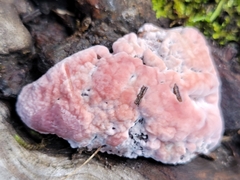 Trichaptum subchartaceum