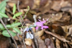 Desmodium psilophyllum