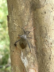 Acanthocephala terminalis