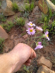 Felicia filifolia