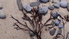 Ascophyllum nodosum