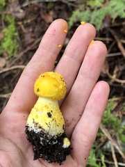 Amanita muscaria guessowii