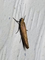 Ypsolopha