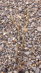 Ascophyllum nodosum
