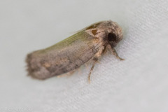 Acrolophus piger