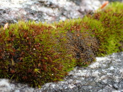 Schistidium maritimum