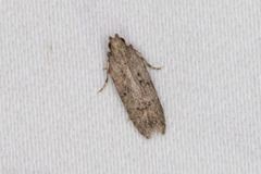 Hypatima