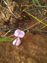 Vigna vexillata