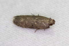 Hypatima
