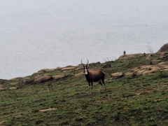 Damaliscus pygargus phillipsi