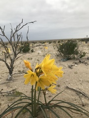 Zephyranthes bagnoldii