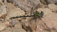 Onychogomphus uncatus