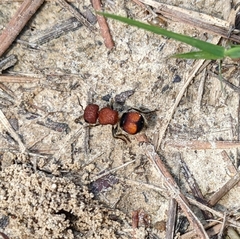 Pseudomethoca oceola