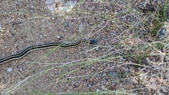 Thamnophis cyrtopsis cyrtopsis