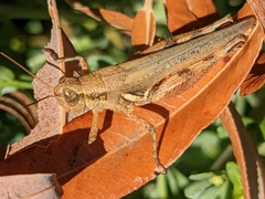 Melanoplus cinereus