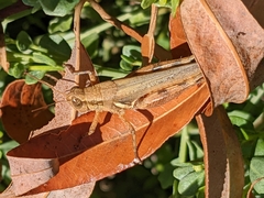 Melanoplus cinereus