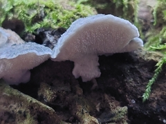 Cyanosporus