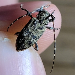 Astyleiopus variegatus