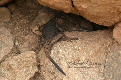 Agama tassiliensis