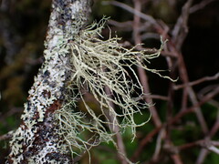 Ramalina farinacea