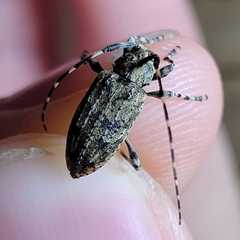 Astyleiopus variegatus