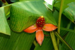 Musa beccarii