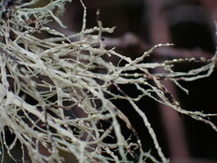 Ramalina farinacea