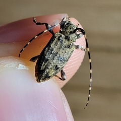 Astyleiopus variegatus