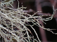 Ramalina farinacea