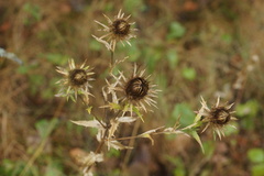 Carlina biebersteinii