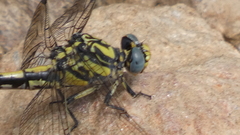 Onychogomphus uncatus