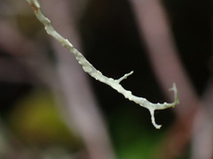Ramalina farinacea