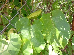 Gonolobus suberosus