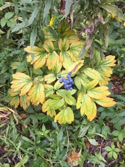 Caulophyllum thalictroides