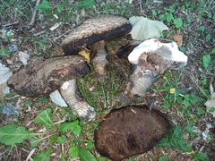 Leccinum duriusculum