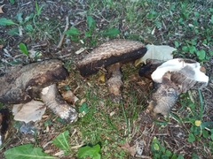 Leccinum duriusculum