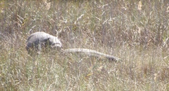 Hippopotamus amphibius