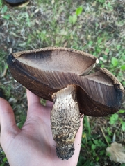 Leccinum duriusculum