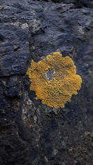 Variospora thallincola