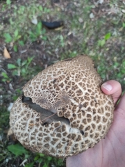 Leccinum duriusculum