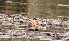 Actophilornis africanus
