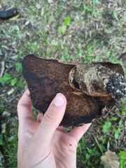 Leccinum duriusculum