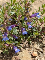 Penstemon caespitosus